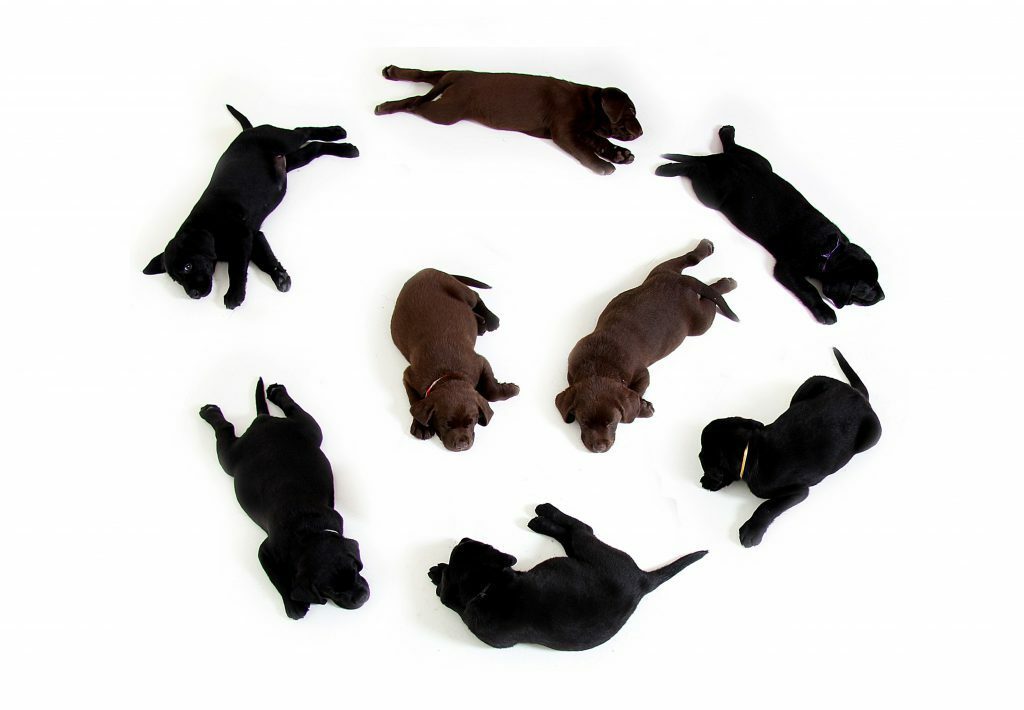 American Bully Dog 2.0 001 (Black) 1/6 Scale Figure